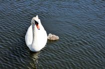 Weiße Höckerschwan Mama mit Küken by Juana Kreßner