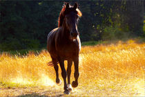 Black Horse  von Sandra  Vollmann