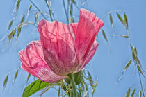 Mohnblüte von Astrid Steffens