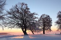 Windbuchen by Rainer Rombach