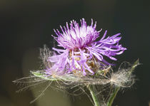 Distelblüte von koroland