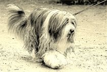 Digital Art Bearded Collie von kattobello