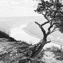 Krüppelbaum am Mittelrhein 43.15 - sw by Erhard Hess