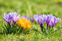 Krokusse im Frühling by Astrid Steffens