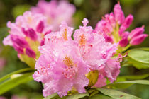 Rhododendron nach Regenschauer von Astrid Steffens
