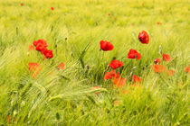 Mohn im Getreidefeld by Astrid Steffens