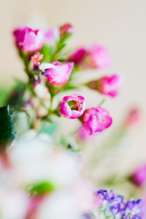 Rote Blüte mit schwacher Tiefenschärfe von sven-fuchs-fotografie