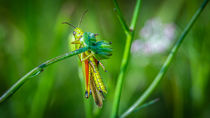 Grashüpfer hangelt an der Blüte by koroland