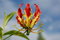 Ruhmeskrone (Gloriosa superba)  by Astrid Steffens