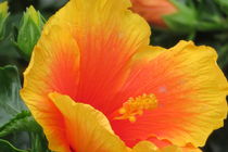 Hibiskus Blütentraum in Orange Rot von Petra Kammler