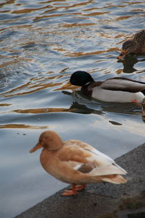 Stockenten by Gerda Hutt