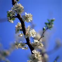 KIRSCHBLÜTEN. Weiße Kirschblüten an einem Ast baum mit blauem Himmel von li-lu