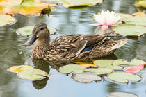 Ente im Seerosenteich by Astrid Steffens