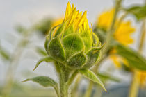 Knospe einer Sonnenblume by Astrid Steffens