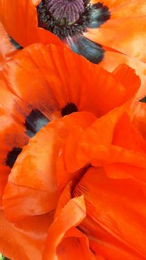 Mohn poppy von geschichtenmacherin