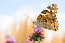 Schmetterling auf Blume - butterfly- by Astrid Steffens