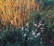 Herbage II by Andrei Grigorev