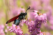 Schmetterling - Widderchen by Astrid Steffens