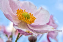 Anemone hupehensis by Astrid Steffens