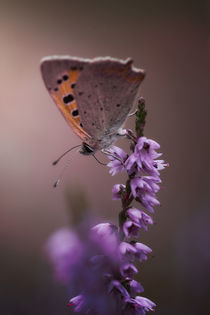 Schmetterling by Mike Ahrens