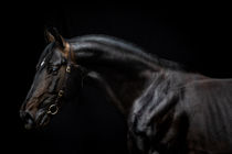 Noir portrait of Rottaler stallion Monaco von Cécile Zahorka