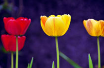 tulips and shadows by Thomas Anton Stribick