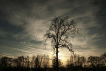 Baum im Gegenlicht von Jakob Wilden