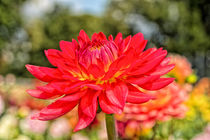 Chrysanthemen  by Astrid Steffens