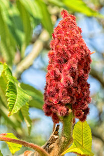 'Essigbaum - Blüte' by Astrid Steffens