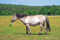 Konik auf der Wiese  by Christoph  Ebeling