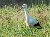 Storch auf einer Wiese  von Christoph  Ebeling