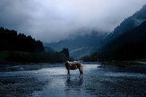 Haflinger Stute in einem nebeligem Tal von Cécile Zahorka