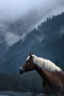 Haflinger Stute in einem nebeligem Tal by Cécile Zahorka