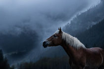 Haflinger Stute in einem nebeligem Tal by Cécile Zahorka