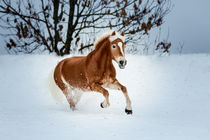 Haflinger im Schnee by Cécile Zahorka