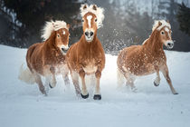 Haflinger im Schnee von Cécile Zahorka