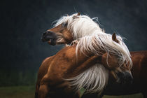 Haflinger Hengstkampf von Cécile Zahorka