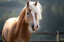 Haflinger Hengst im Gegenlicht by Cécile Zahorka