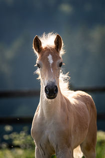 Haflinger Fohlen im Portrait von Cécile Zahorka