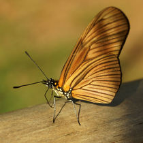 Butterfly Dryas iulia  von Sabine Radtke