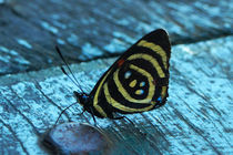 Butterfly Dynamine brome by Sabine Radtke
