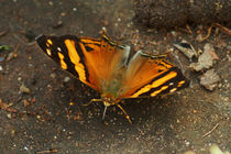 Butterfly Hypanartia lethe by Sabine Radtke