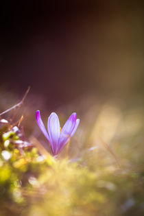 Krokus von Dirk Hoffmann