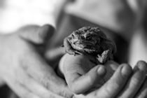 Frosch auf Hand by Stephan Zaun