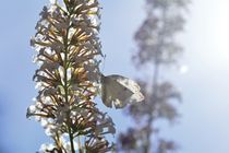 Kohlweißling  Schmetterling von Claudia Evans