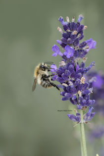 Hummel by margareten