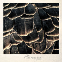 Plumage von Peter Hebgen