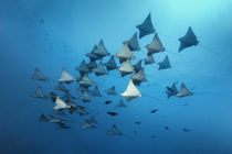 Gefleckte Adlerrochen im Vorbeiflug | Spotted Eagle Rays passing by von Norbert Probst