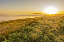 Valley Misty Morning von Malc McHugh