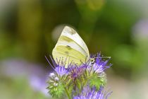 Kohlweißling auf einer Phacelia  by Claudia Evans